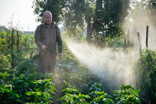Farmer spraying vegetable green plants in the garden with herbicides