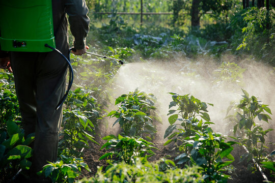 Farmer spraying vegetable green plants in the garden with herbicides