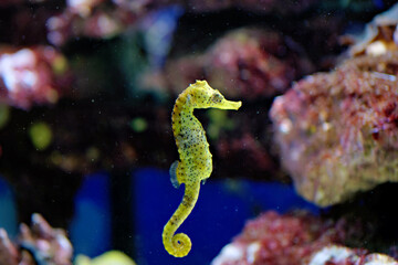 A bright yellow seahorse with black spots floating gracefully in deep blue water inside a marine aquarium. © Констянтин Батыльчук