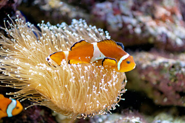 Close up of a bright orange clownfish nestled among soft coral anemone tentacles underwater in a tropical reef tank. © Констянтин Батыльчук