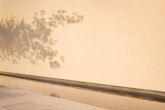 Delicate Tree Shadow on a Minimal Beige Wall