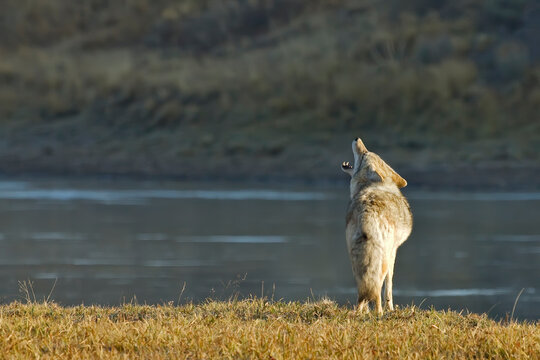 Coyote Howling Along Yellowstone River