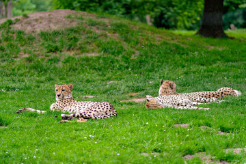 Group of cheetahs resting on green grassy field with one lying in foreground looking directly ahead. © Констянтин Батыльчук