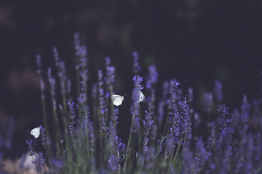 Close-up of lavender flowers with butterfly. Soft focus on black banner background
