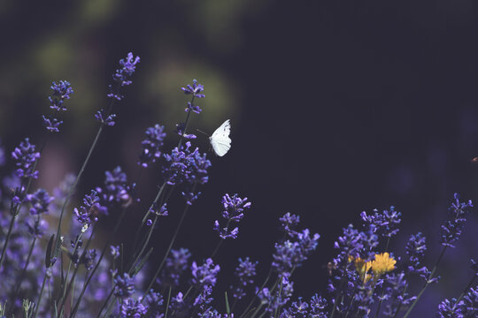 Close-up of lavender flowers with butterfly. Soft focus on black banner background