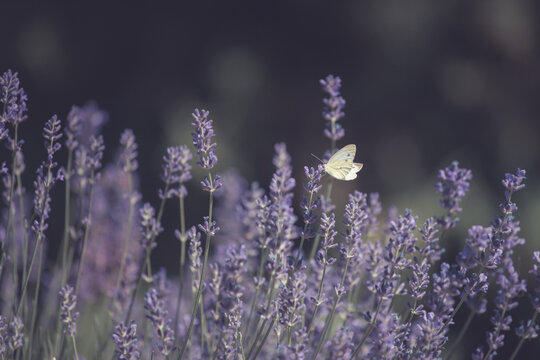 Close-up of lavender flowers with butterfly. Soft focus on black banner background