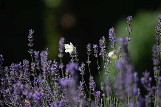 Close-up of lavender flowers with butterfly. Soft focus on black banner background