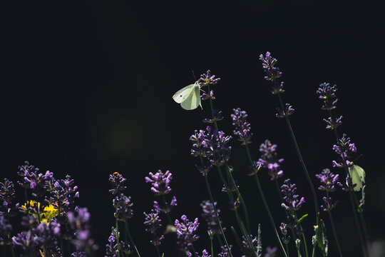 Close-up of lavender flowers with butterfly. Soft focus on black banner background
