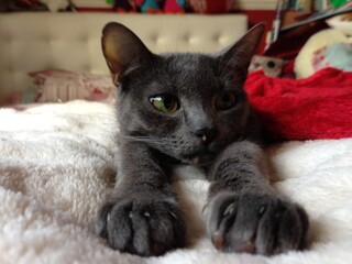 cat on bed © MCM
