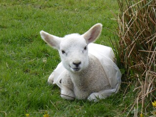 lamb © MCM