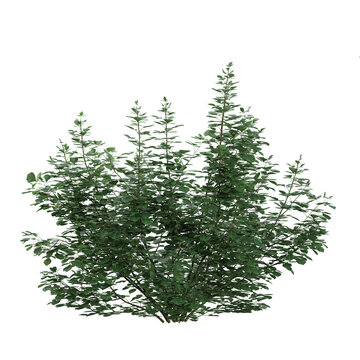 3d illustration of aromatica plant isolated on transparent background