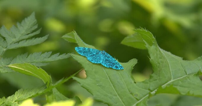 Macro - A butterfly on a leaf