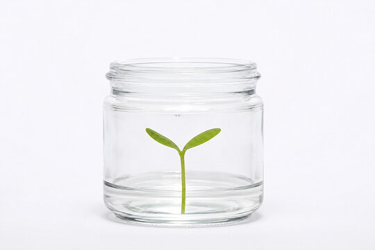 Small green sprout growing inside a clear glass jar on a white background as a concept for environmental protection and future growth
