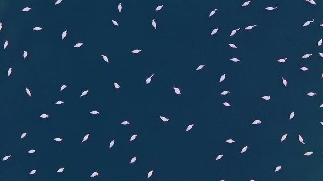 Overhead footage of flamingos standing and moving through shallow lagoon. Wetland bird habitat with open water