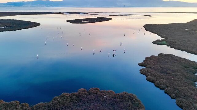 Wide aerial view of coastal marsh pools with flamingos flying and standing across shallow water. Wetland ecosystem used as migratory bird area at evening time