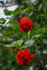 Obraz premium Double-Petal Red Hibiscus (Hibiscus rosa-sinensis) Flowers and Buds, Kelaniya, Sri Lanka.