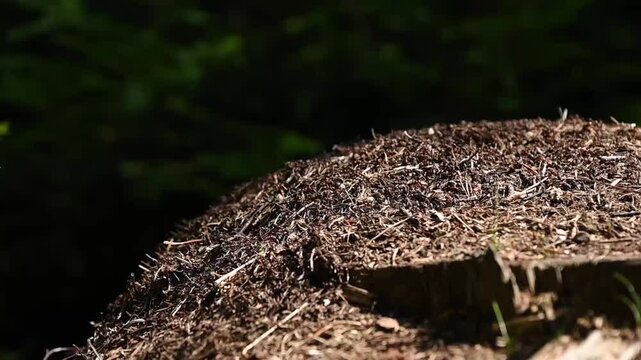 Busy Anthill in a Forest Sunbeam. Close-up shot of a busy anthill built on a tree stump in the forest. Thousands of red wood ants move dynamically across the mound made of pine needles and twigs.