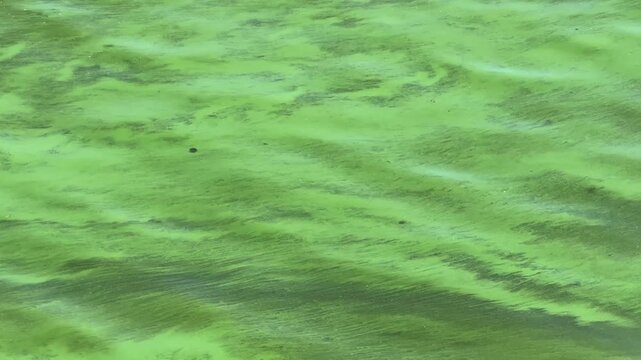 Harmful algal blooms in river water.