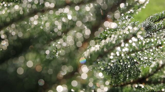 Glistening Water Droplets on Tree Branch, Post-Rain Sunlight - Seamless Loop - Zooming