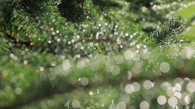 Glistening Water Droplets on Tree Branch, Post-Rain Sunlight - Seamless Loop - Zooming