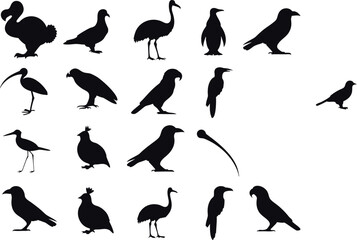 Set of bird silhouettes, collection of various bird species © Abdur