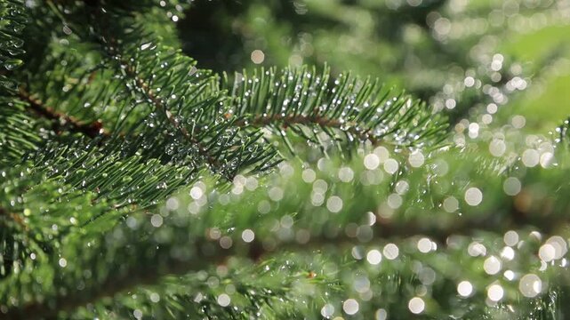 Glistening Water Droplets on Tree Branch, Post-Rain Sunlight - Seamless Loop - Zooming
