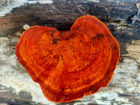 Bright Orange Bracket Fungus Growing on Decaying Tree Trunk in Natural Forest