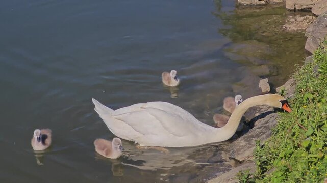 A white swan and its fluffy cygnets swim by a rocky shore. The adult swan reaches its long neck to forage for food as the babies stay close. 4K 60fps.