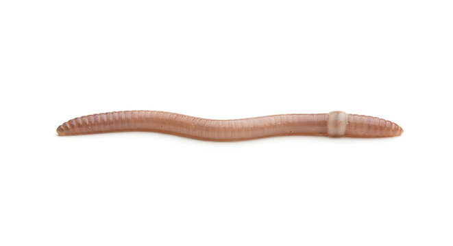 Earthworm, isolated on a white background, clip art.