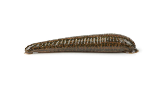 Leech, isolated on a white background, clip art.