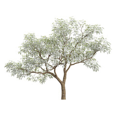 Obraz premium 3d illustration of Diospyros tree isolated on transparent background