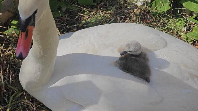 A tender close-up of a cute fluffy cygnet resting on the back of its mother swan. The adult white swan looks affectionately at its baby. Shot in 4K 60fps.
