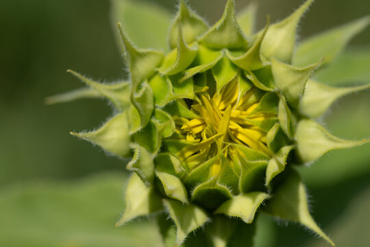 Close-up of a closed sunflower bud. The delicate yellow petals are already visible.