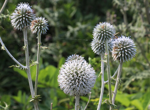 Great globe-thistle (Echinops sphaerocephalus) blooms in nature
