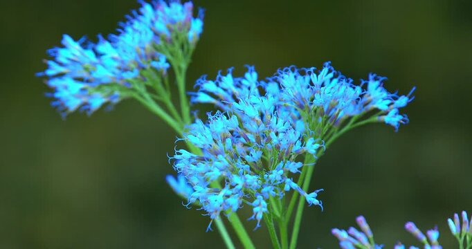 Macro - A azure flower.