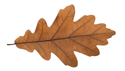 Fototapeta premium Autumn oak leaf close-up, dry brown foliage texture, single fallen leaf for nature and seasonal design concepts isolated PNG with Transparent Background