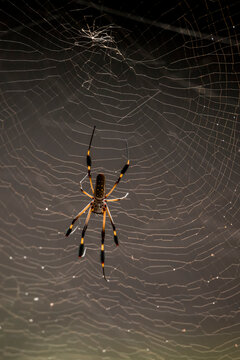 Golden orb-weaver spider suspended in an intricate circular web against a dark blurred background