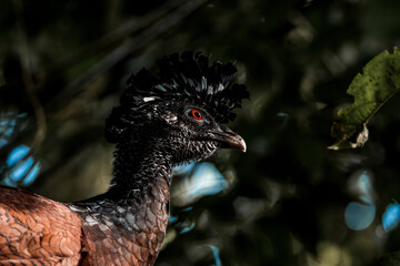 Obraz premium Close-up portrait of a crested tropical bird with black spiky crest and red eye among green rainforest foliage
