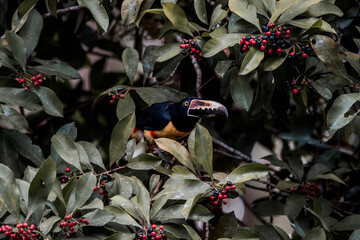 Obraz premium Colorful toucan perched in dense green foliage among red berries, tropical rainforest wildlife close-up