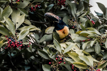 Obraz premium Toucan perched in dense tropical foliage among red berries, close-up wildlife portrait showing colorful beak and plumage