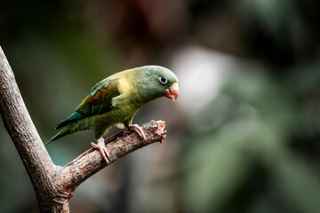 Obraz premium Green parrot perched on a branch eating a seed with blurred natural background, close-up wildlife photograph