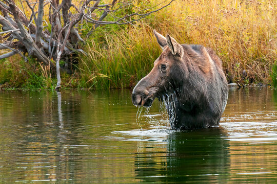 Moose Feeding in Small Wyoming Pond