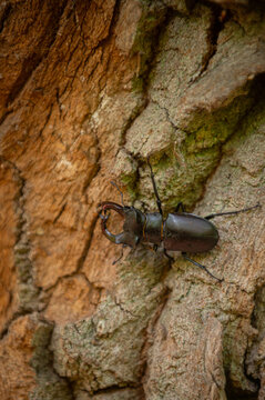 Red Book-listed stag beetle on a wooden stump