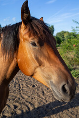 Close-up portrait of a brown horse with a long mane © Alexander