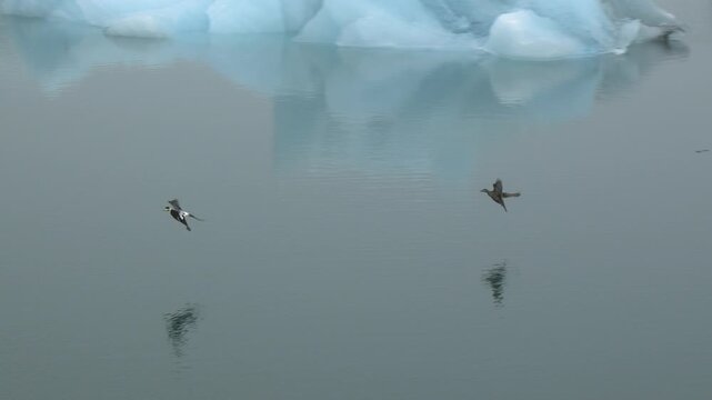 Common Eider Ducks Flying Over Glacial Icebergs in J&ouml;kuls&aacute;rl&oacute;n Lagoon in Iceland