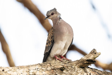Posada en la rama en un día de levante. Tórtola Europea "Streptopelia turtur"​ © FranciscoJose