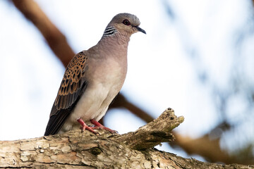 Muy confiada en su sitio. Tórtola Europea "Streptopelia turtur"​ © FranciscoJose