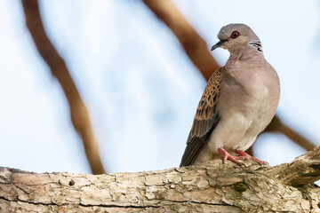 Tan agustita en su rama. Tórtola Europea "Streptopelia turtur"​ © FranciscoJose