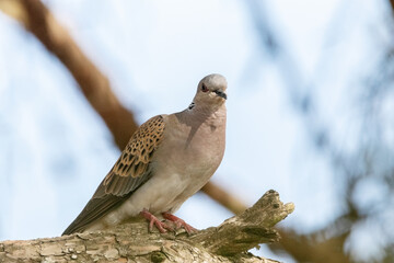Da gusto escuchar el canto de la Tórtola Europea "Streptopelia turtur"​ © FranciscoJose