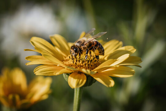 A honey bee collecting pollen from a bright yellow flower in a garden with a soft green blurred background, on a sunny, summer afternoon day